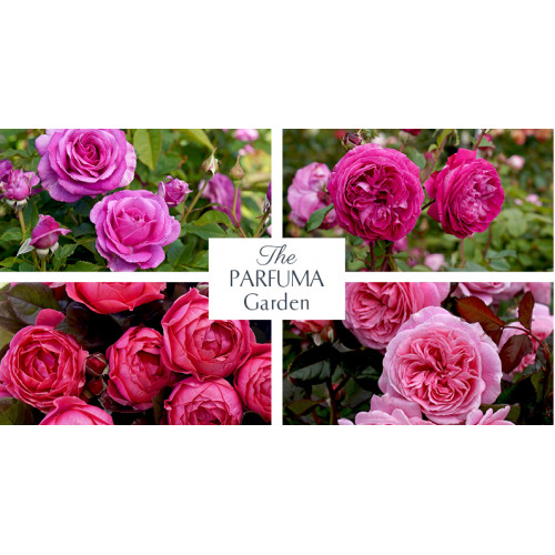The Parfuma Garden Pack